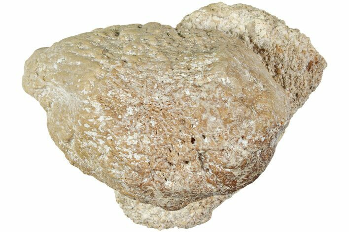 Fossil Primitive Whale (Pappocetus?) Patella - Morocco #238082